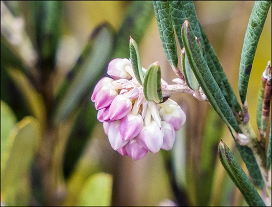 Adirondack Shrubs:  Bog Rosemary on Barnum Bog (18 May 2014)