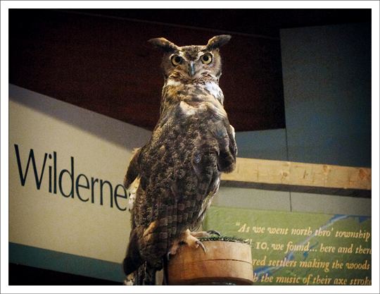 Great Horned Owl at the Paul Smiths VIC