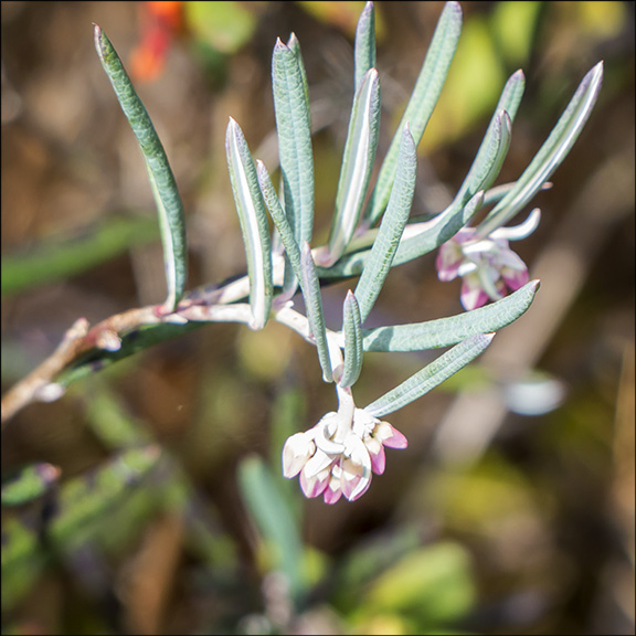 Flowering Shrubs of the Adirondacks: The narrow, blue-green leaves of the Bog Rosemary are curled inward. Bog Rosemary in bud on the Boreal Life Trail (17 May 2014).