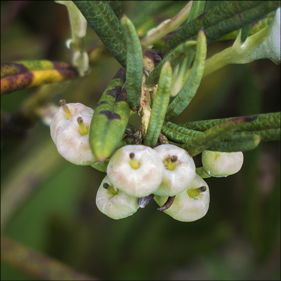 Flowering Shrubs of the Adirondacks: The fruits of Bog Rosemary appear in small, rounded capsules. Bog Rosemary on the Boreal Life Trail (6 July 2013)