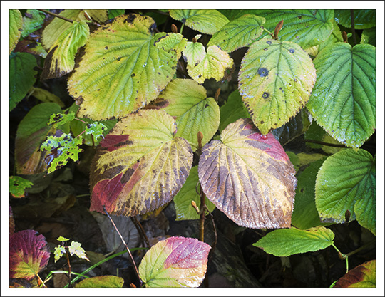 Shrubs of the Adirondack Mountains:  Hobblebush along the Logger's Loop Trail at the Paul Smiths VIC (11 September 2013)