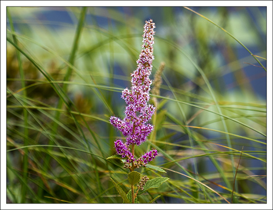 Shrubs of the Adirondack Mountains:  Steeplebush (Spiraea tomentosa) on the Heron Marsh Trail at the Paul Smiths VIC (24 July 2013)