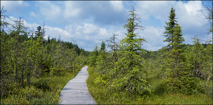 Adirondack Wetlands: Barnum Bog from the Boreal Life Trail boardwalk (18 July 2013)