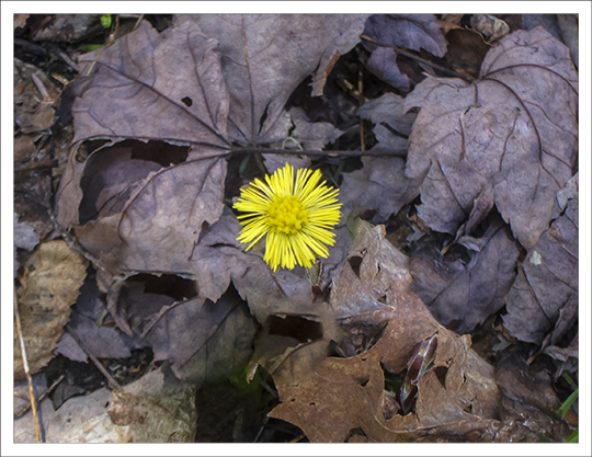 Wildflowers of the Adirondack Mountains:  Coltsfoot (Tussilago farfara) on the Barnum Brook Trail at the Paul Smiths VIC (4 May 2013)
