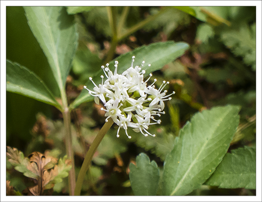 Wildflowers of the Adirondack Mountains:  Dwarf Ginseng (Panax trifolius) on the Heron Marsh Trail at the Paul Smiths VIC (8 May 2013)