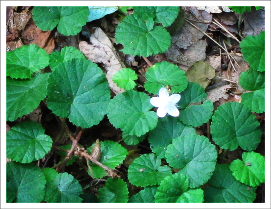 Adirondack Wildflowers:  False Violet | Dewdrop (22 July 2011)