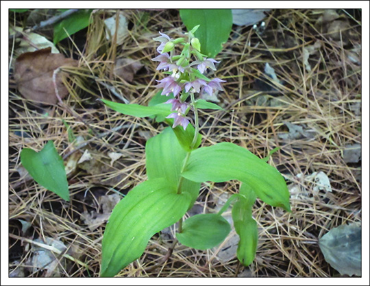 Wildflowers of the Adirondack Mountains:  Helleborine Orchid (Epipactis helleborine) on the Heron Marsh Trail at the Paul Smiths VIC (25 July 2012)