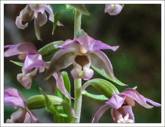 Wildflowers of the Adirondack Mountains:  Helleborine Orchid (Epipactis helleborine) on the Heron Marsh Trail at the Paul Smiths VIC (25 July 2012)