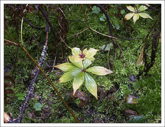 Featured image of post Steps to Prepare Indian Cucumber Root Medicinal