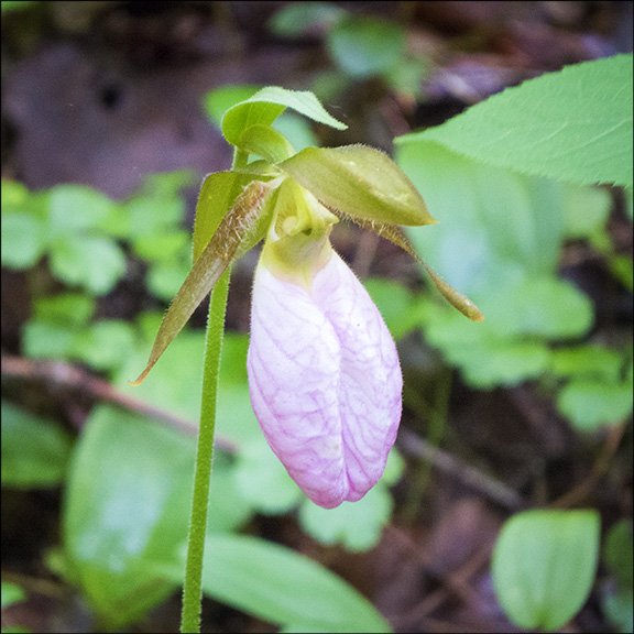 Wildflowers of the Adirondacks: Pink Lady's Slipper on the Barnum Brook Trail at the Paul Smiths VIC (14 June 2014)