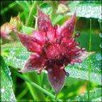 Adirondack Wildflowers: Marsh Cinquefoil blooming on Barnum Bog (7 July 2012)