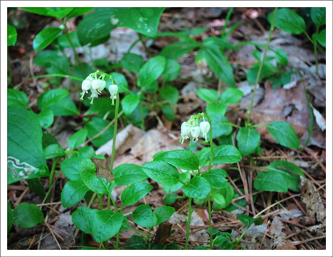 Paul Smiths VIC -- Adirondack Wildflowers | One-sided Pyrola in bloom (28 June 2012)