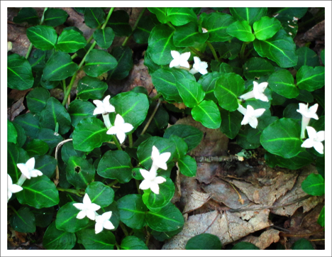 Adirondack Wildflowers:   Partridgeberry at the Paul Smiths VIC (30 June 2012)