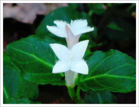 Adirondack Wildflowers:  Partridgeberry blooming on the Boreal Life Trail at the Paul Smith's College Visitor Interpretive Center (VIC)