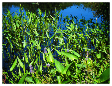 Adirondack Wildflowers:   Pickerelweed on Heron Marsh at the Paul Smiths VIC (5 July 2011)