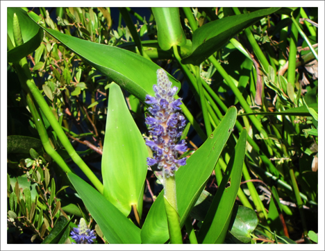 Adirondack Wildflowers:  Pickerelweed on Heron Marsh at the Paul Smiths VIC (5 July 2011)