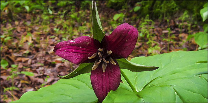 Wildflowers of the Adirondacks:  Purple Trillium (22 May 2013)
