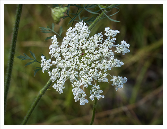 http://www.adirondackvic.org/Images/Adirondack-Wildflowers-Queen-Annes-Lace-Woods-and-Waters-Trail-23-August-2013-1.jpg