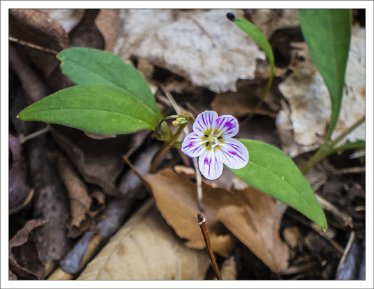 Wildflowers of the Adirondack Mountains:  Carolina Springbeauty (Claytonia caroliniana) on the Heron Marsh Trail at the Paul Smiths VIC (8 May 2013)