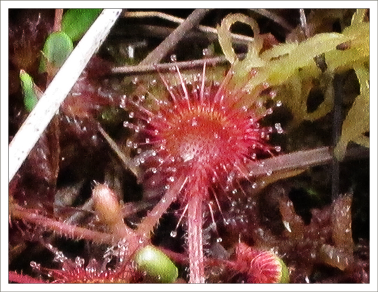 Wildflowers of the Adirondack Mountains:  Roundleaf Sundew (Drosera rotundifolia L.) on Barnum Bog on the Boreal Life  Trail at the Paul Smiths VIC (28 July 2012)