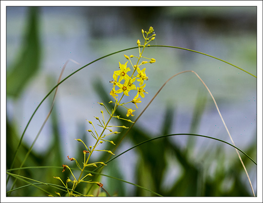 Wildflowers of the Adirondack Mountains:  Swamp Candles  (Lysimachia terrestris) on the Boreal Life Trail at the Paul Smiths VIC (18 July 2013)