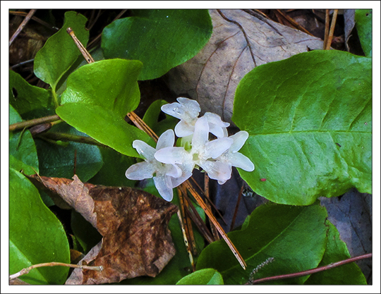 Wildflowers of the Adirondack Mountains:  Trailing Arbutus (Epigaea repens) on the Heron Marsh Trail at the Paul Smiths VIC (12 May 2013)