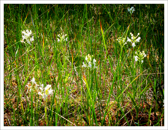 Adirondack Wildflowers:  White Fringed Orchids (Platanthera blephariglottis) blooming on Barnum Bog at the Paul Smiths VIC (7 July 2012)