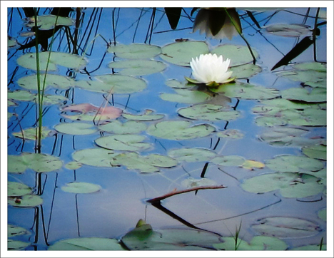Adirondack Wildflowers:  White Water-Lily on Heron Marsh at the Paul Smiths VIC (5 July 2011)