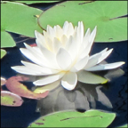 Adirondack Wildflowers:  White Water-lily blooming on Heron Marsh (8 July  2012)
