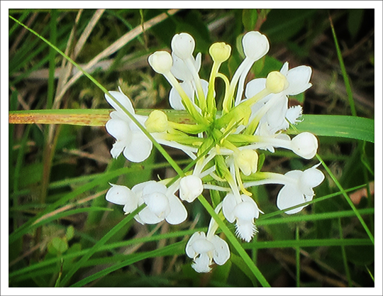 Adirondack Wildflowers:  White Fringed Orchid (Platanthera blephariglottis) blooming on Barnum Bog at the Paul Smiths VIC (28 July 2012)