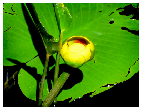 Adirondack Wildflowers:  Yellow Pond Lily (Nuphar lutea) on the Silviculture Trail at the Paul Smiths VIC (28 June 2012)