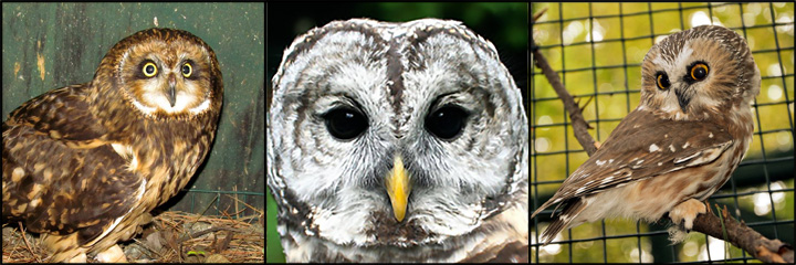 Short-eared Owl, Barred Owl, and Saw-whet Owl. Photos courtesy of Adirondack Wildlife.  Used by permission.