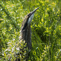 Boreal Birds of the Adirondacks:  American Bittern on Heron Marsh from the Barnum Brook Trail (31 May 2013)