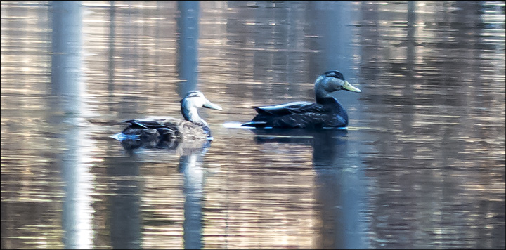 Birds of the Adirondacks: American Black Ducks from the Black Pond Trail (23 April 2013) Birds of the Adirondacks: American Black Ducks from the Black Pond Trail (23 April 2013)