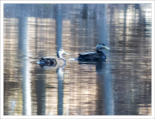 Birds of the Adirondacks: American Black Ducks on Black Pond at the Paul Smiths VIC (23 April 2013)