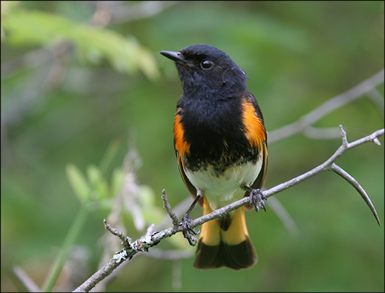 Boreal Birds of the Adirondacks: American Redstart.  Intervale Lowlands. Photo by Larry Master. www.masterimages.org