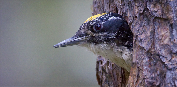 Boreal Birds of the Adirondacks: American-three-Toed Woodpecker. Photo by Larry Master. www.masterimages.org