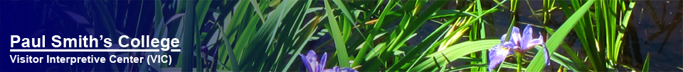 Paul Smiths VIC -- Adirondack Wildflowers | Blue Flag Iris blooming in Heron Marsh (14 June 2012)