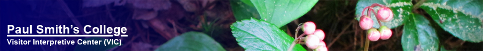 Paul Smiths VIC -- Adirondack Wildflowers | Pipsissewa (Chimaphila umbellata) | 1 July 2011