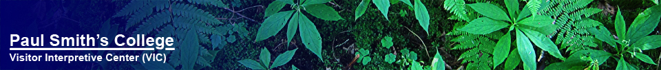 Adirondack Wildflowers:  Whorled Wood Aster (Oclemena acuminata) at the Paul Smiths VIC (30 July 2012)