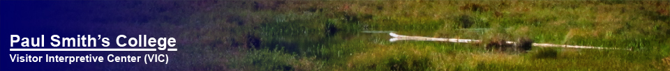 Adirondack Wetlands:  Heron Marsh at the Paul Smiths VIC(12 September 2012)