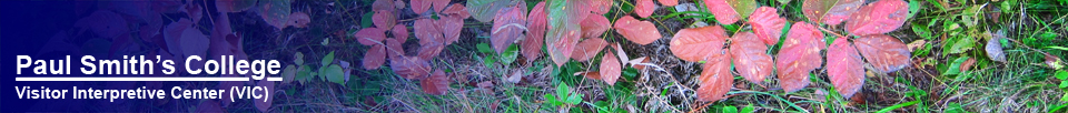 Fall Foliage: Wild Sarsaparilla at the Paul Smiths VIC