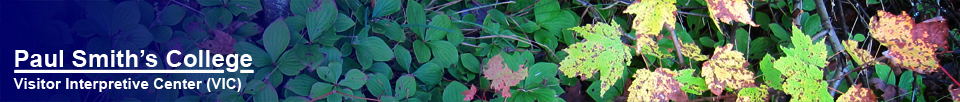 Trees of the Adirondacks:  Maple leaves (12 September 2012)