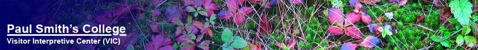 Wildflowers of the Adirondack Mountains: Bunchberry (3 October 2012)