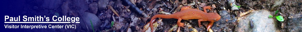 Red Eft on the Jenkins Mountain Trail (23 May 2012).