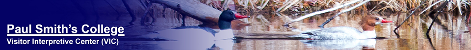 Adirondack Birding: Common Mergansers on Black Pond Outlet (27 April 2013)