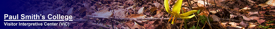 Adirondack Wildflowers: Trout Lily on the Boreal Life Trail (4 May 2013)