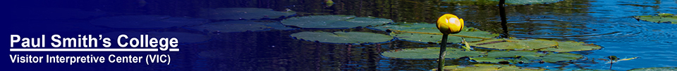 Adirondack Wetlands: Yellow Pond Lily on Barnum Bog (15 June 2013)