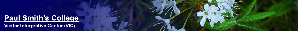 ruby runner bog plant
