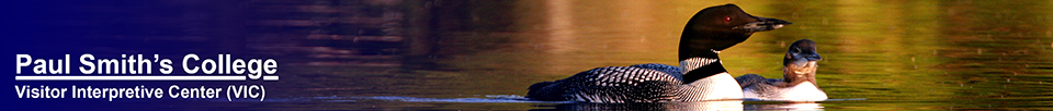 Birds of the Adirondacks:  Common Loon and chick.  Photo by Nina Schoch.  Used by permission.